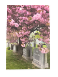Cherry Blossoms Postcard