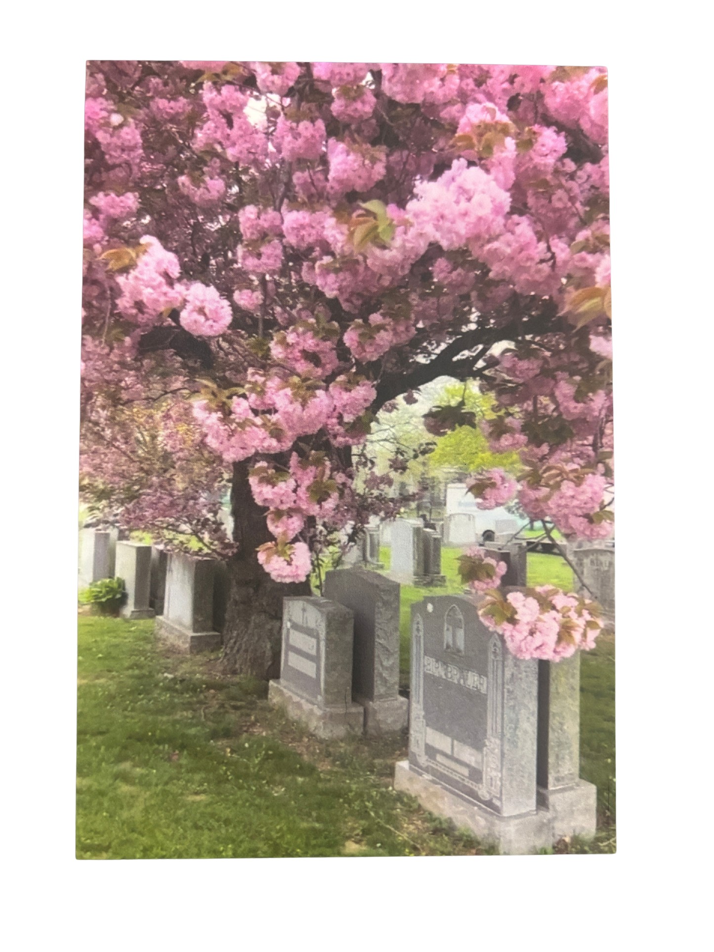 Cherry Blossoms Postcard