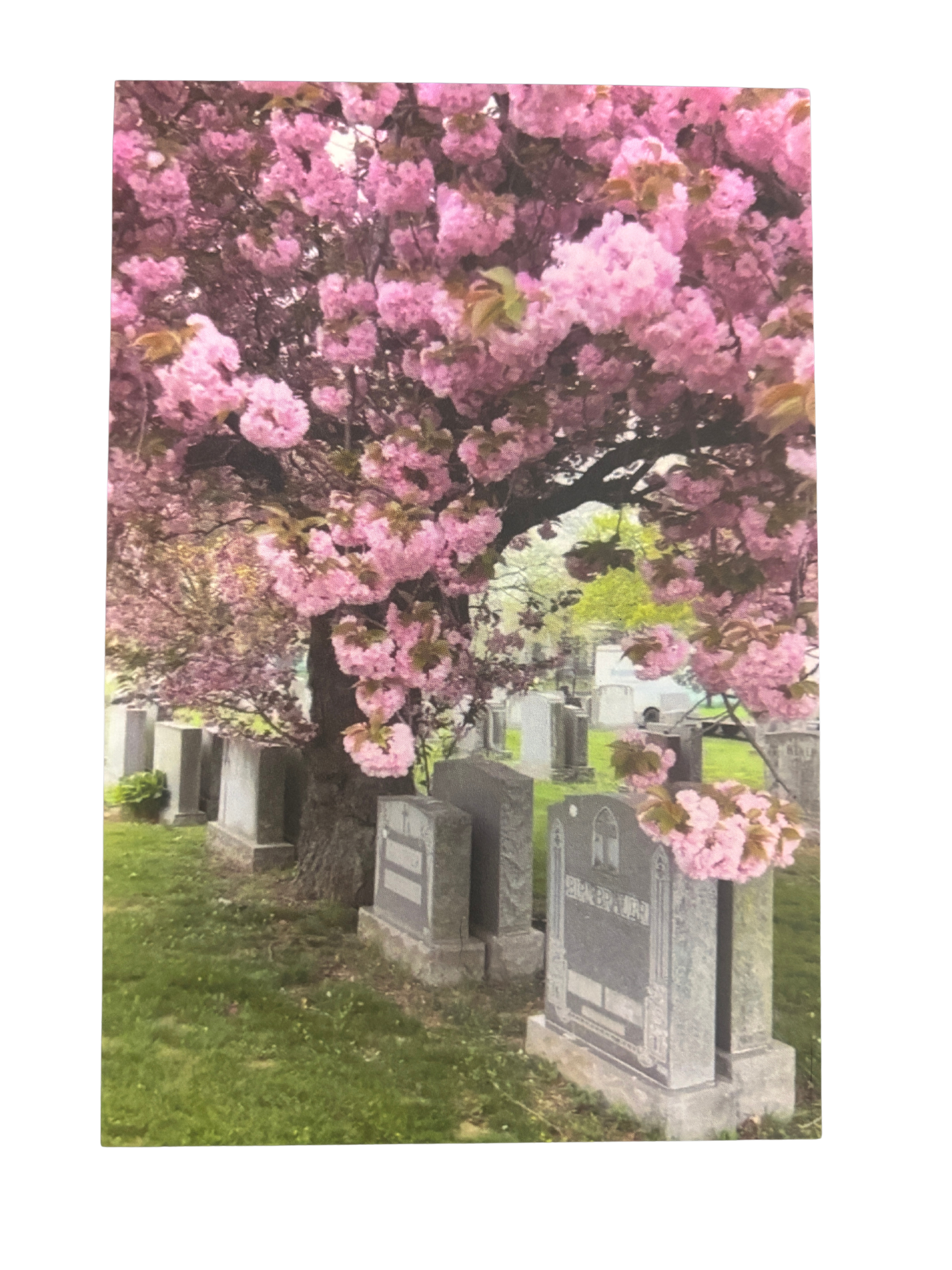 Cherry Blossoms Postcard