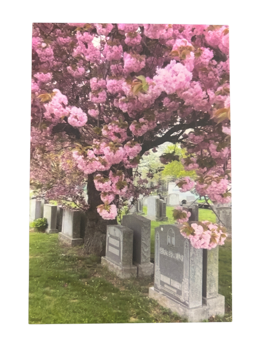 Cherry Blossoms Postcard